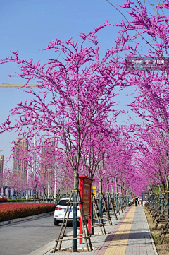 🌸沙沙沙🌸采集到Landscape|道路景观/交叉口