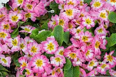 花海 粉色的 花 盛开 植物 自然 花壁纸 酷背景 全高清壁纸