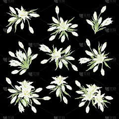 白东方百合。一套花束。手绘的节日装饰和贺卡收集。矢量插图。