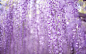 唯美的紫藤花