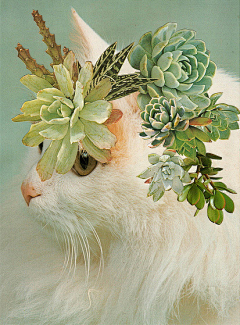 黄牧篱同学采集到阿拉是脑残猫粉