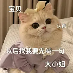 谁能拒绝小猫咪呢？可爱表情包分享 - 小红书