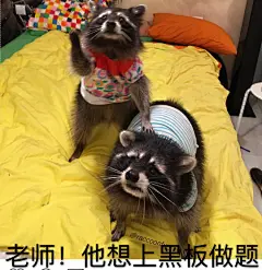 我对浣熊忽高忽低的颜值感到绝望…忍不住做成表情包了，原图我发评论里，你们自己发挥一下