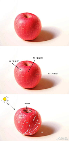 尹均采集到绘画教程