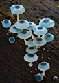 Steve Axford：美丽的真菌