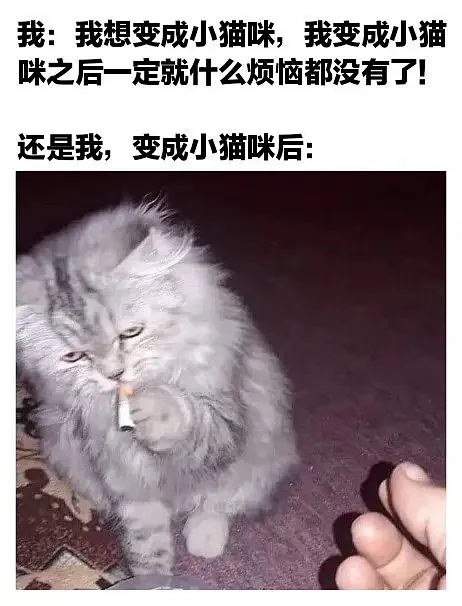 论文不想写了来发点论文meme - 小组讨论 - 豆瓣图片_【表情包/meme】梗图和表格图片素材-花瓣网