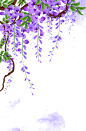 紫藤花藤蔓