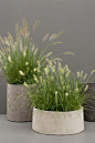 planters with grasses for the balcony