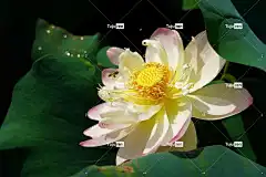 莲花 高清壁纸 美丽的壁纸 池塘 自然 夏天 Mac壁纸 桌面背景