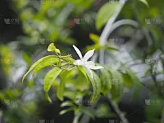 花园中盛开的小白花，竹夹竹桃科