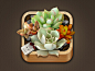 Succulent Plants