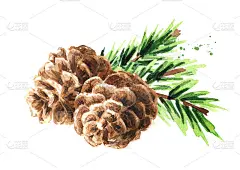 云杉树枝与雪冷杉球果，手绘水彩插图孤立在白色背景