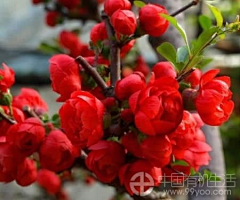 中国有机生活网采集到食材解说