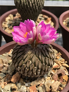 BigC采集到奇异