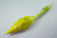 黄紫堇花孤立