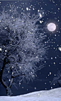 Snowy Moon ... 雪域月亮…
