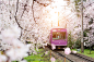 View of Kyoto local train traveling on rail tracks with flourish by Prasit Rodphan on 500px