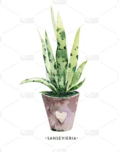 水彩手绘室内盆栽植物。花盆里的绿色植物。一组花元素孤立在白色上。装饰绿化收集海报，卡片和剪贴簿设计