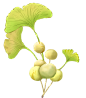 中药中草药植物银杏png