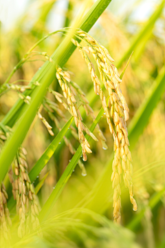 dsf彩采集到大米相关的 水稻等