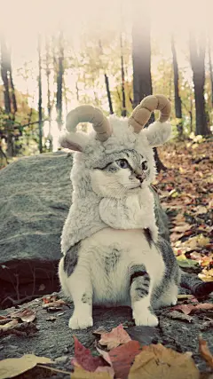 「可爱动物手机壁纸。宠物锁屏。猫咪。」