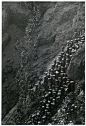Serra Pelada, Brazil : A heavy stream of workers struggle to climber the hillside of an open-pit gold mine in Serra Pelada, Brazil. garimpeiros - prospectors.