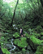 Photo by Alexander Cho  조아름  in Yakushima, Kagoshima with @vsco. M