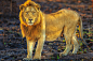 Male Lion standing