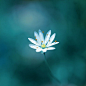 惊艳 多张美丽的花卉摄影作品【摄影：Minori B】_摄影频道_新华网