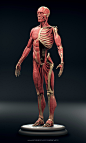 Ecorche, Vladislav Laryushin : Hello! Studying the anatomy, decided to blind the Ecorche. I tried to work out each muscle separately. This is a pretty useful practice. After molding, a lot of body orientations settled in my head, which will help me in fut