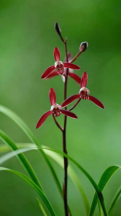 *冰峰*采集到花花世界