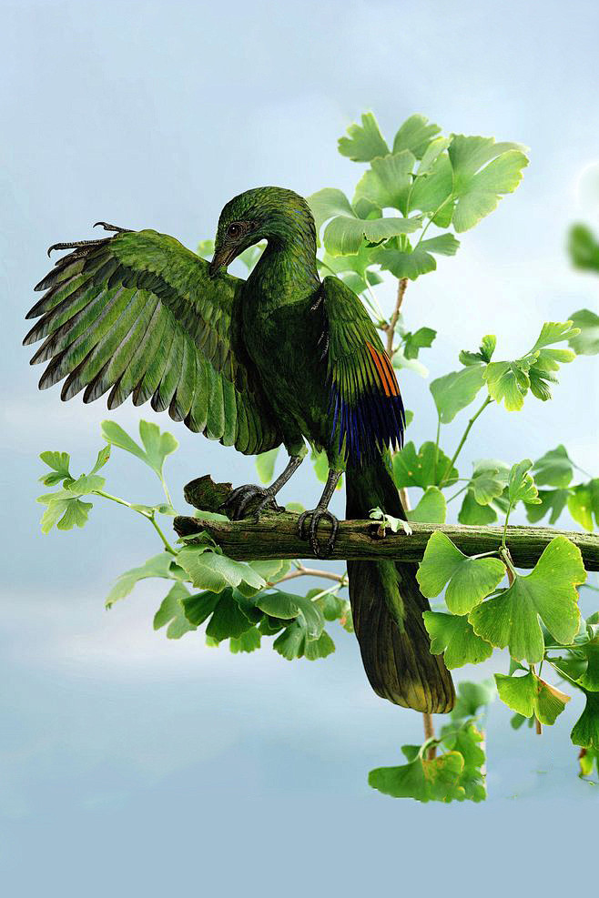 古鸟目始祖鸟科始祖鸟属始祖鸟