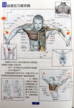 挖图匠采集到腹肌 背肌 胸肌 肩 腿 锻炼图解 