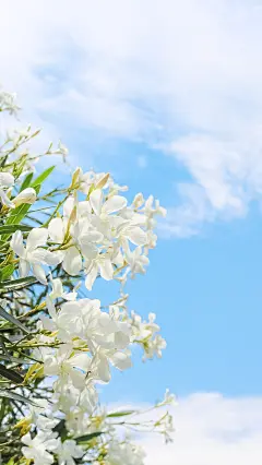 蓝色天空背景   花背景