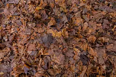 纹理,叶子,古怪的,过时的,脚踏车,空的,自然界的状态,彩色背景,灰色,环境