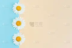 淡蓝色和桃红色背景的美丽的白色雏菊花。夏天的贺卡. 