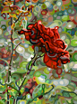 抽象绘画 - 曼迪布丹：最后的玫瑰