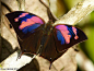 libutron:

Superb Leafwing (male)
Fountainea nessus (Nymphalidae) is one of the most beautiful members of the genus. The bright pink bands on the forewings of males are overlaid with a purple-blue sheen which varies in intensity according to the lighti