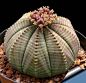 Plante verte originale - 17 succulentes qui ont l'air on ne peut plus bizarre !