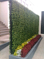 plantas muro verde - Buscar con Google: 