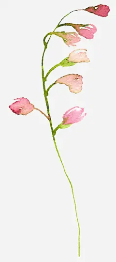 春季手绘水彩花卉手绘彩绘水彩插画高清素材 免抠 设计图片 免费下载 页面网页 平面电商 创意素材 png素材