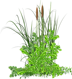 /tp冷星系采集到植物立面素材