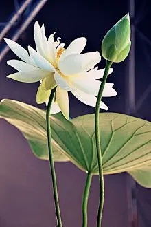 荷花池图片手机动态壁纸下载