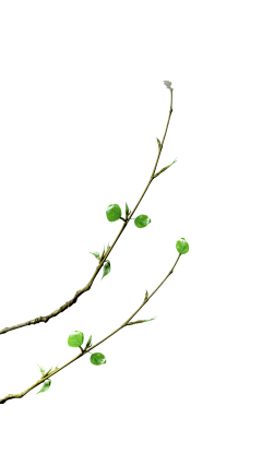 桃猫太郎采集到植物/动物/石头/素材