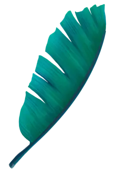 免抠夏季热带芭蕉-香蕉叶__PNG：
