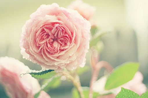 我不是随便的花朵、