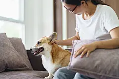点击来源直接获取大图文件 |Woman playing with her dog at home lovely corgi on sofa in living room.