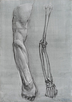 —金刚狼—采集到动漫基础2（男人体）