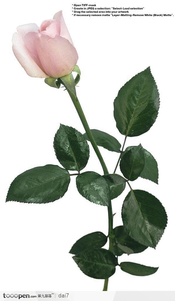 情人节花物语-斜着的粉色玫瑰花
