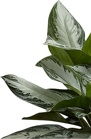 绿植<br/><a class="tex...